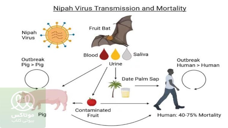 روش های شیوع ویروس نیپا